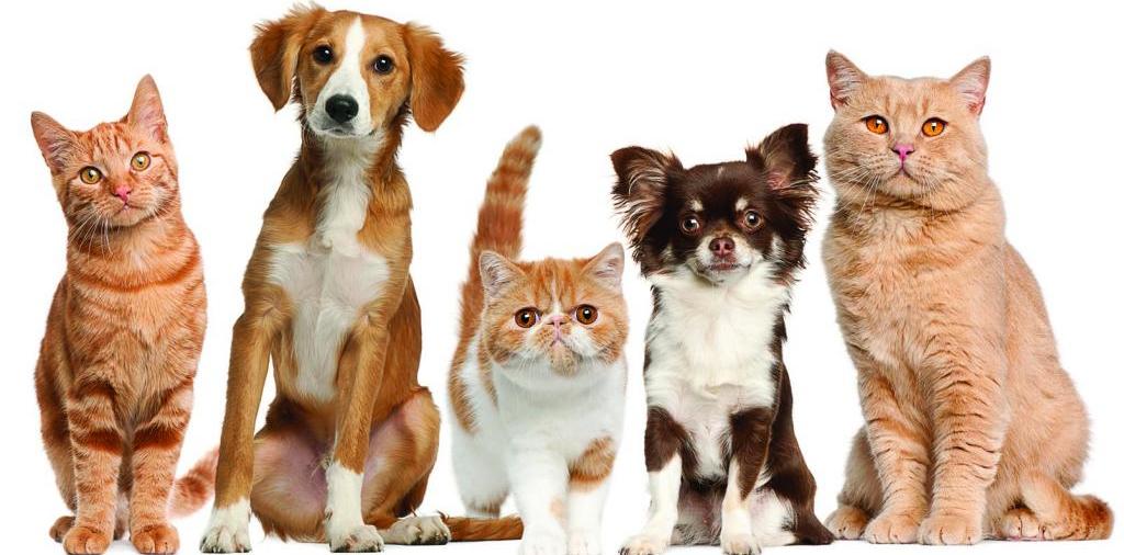 Доска объявлений о животных | ЗооТом - продажа, вязка и услуги для животных в Пересвете