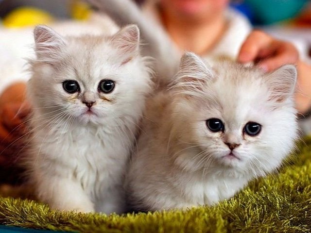 Породы кошек в Пересвете | ЗооТом портал о животных