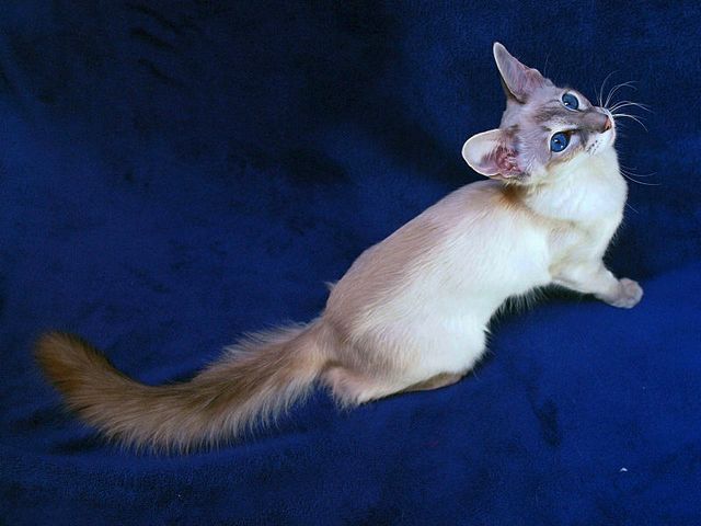 Выведенные породы кошек в Пересвете | ЗооТом портал о животных