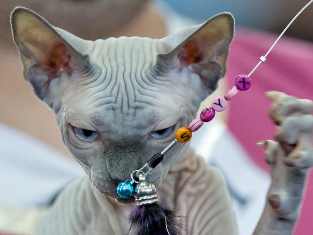 Выставки кошек в Пересвете | ЗооТом портал о животных