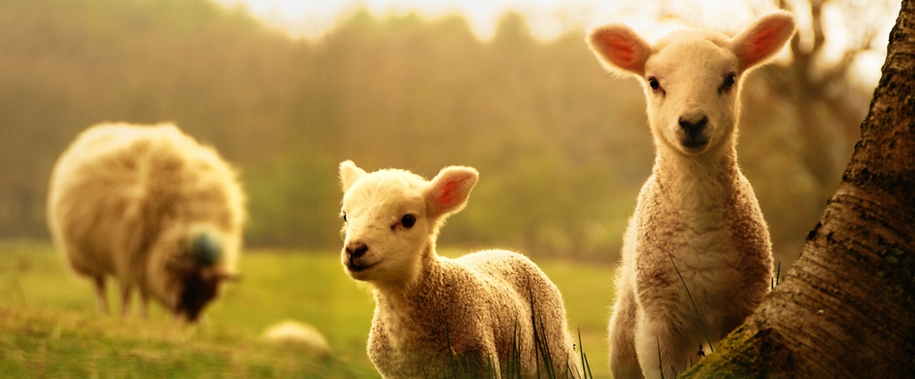 Объявления о сельскохозяйственных животных | ЗооТом - продажа, вязка и услуги для животных в Пересвете