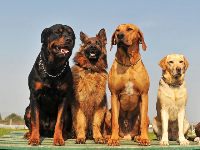 Крупные породы собак в Пересвете | ЗооТом портал о животных